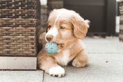 hond met bal